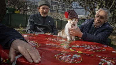 Huzurevi sakinleri patili dostları için "kedi huzurevi" kurdu