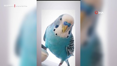 Evladım gibiydi dediği 6 yıllık kuşunu bulana 20 bin TL ödül verecek