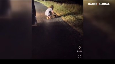 Amerikalı turist, vombat yavrusunu kaçırarak Avustralya’yı karıştırdı!