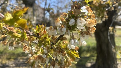Zirai don Konya'da kirazı vurdu