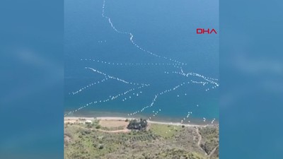 Gökyüzünde süzülen pelikanlar kamerada
