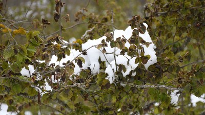 Meteoroloji'den iki bölge için yeni zirai don uyarısı