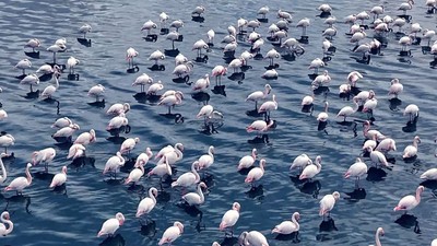 Niğde'de flamingoların görsel şöleni