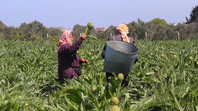 Tarlada 20, tezgahta 40-50 TL; internet sayesinde Türkiye'nin her yerine gönderiliyor