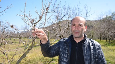 Cennet hurmasını da zirai don vurdu