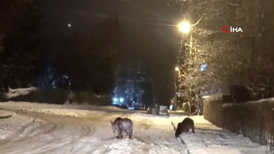 Kış uykusundan uyandılar! Biri gözetledi, diğeri yiyecek aradı