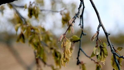 Nisan karı tarımı vurdu! Meteoroloji'den zirai don uyarısı