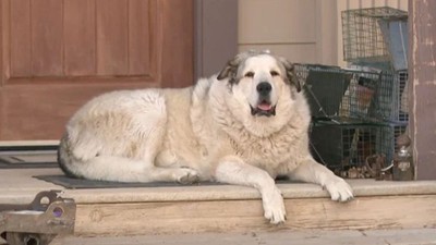 Arizona’da kaybolan 2 yaşındaki çocuğu köpek 'Buford' buldu