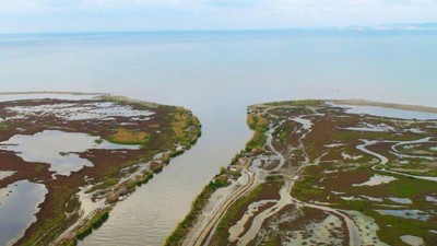 3 yıllık yolculuk! Üremek için 7 bin kilometre yol kat ediyorlar