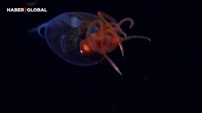 Okyanus derinliklerinde bir ilk! Devasa gizemli tür kayıtlara geçti