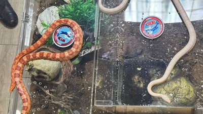 İstanbul'da bir aracın arka koltuğunda piton ve zehirli Mısır yılanları ele geçirildi