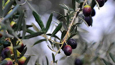 Marmarabirlik üreticilere son ödemeyi 25 Nisan'da yapacak