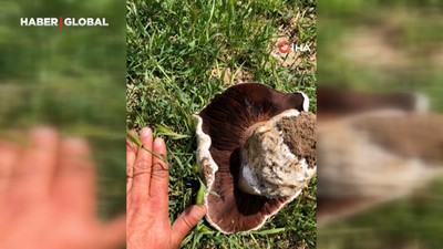 Ankara'da 1 kiloluk mantar görenleri hayrete düşürdü