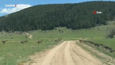 Bolu'da ceylan sürüsü görüntülendi