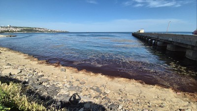 Tekirdağ sahilinde alg ve plankton patlaması: Denizin rengi değişti