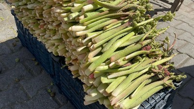 'Yayla muzu' tezgahlardaki yerini aldı! Kilosu 150 TL'den alıcı buluyor, faydaları saymakla bitmiyor