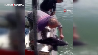 Ağlara değil, kalplere takıldı: Karasu'da yunusu kurtarıp esprili sözlerle uğurladı