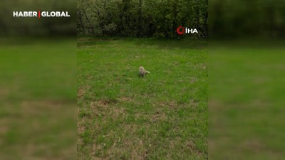 Tilkinin dronla imtihanı sosyal medyada büyük ilgi gördü
