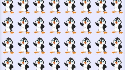 Bakıcısı bile bir türlü ayırt edemedi! Resimdeki farklı pengueni sadece gerçek dahiler 6 saniyede buluyor