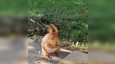 Kızıl Sincap, piknikçilerin misafiri