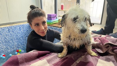 Felç kaldığı için terk edilen minik Kırpık, yeni yuvasını arıyor