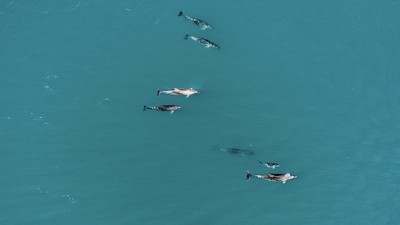 Karadeniz'de sürü halinde dolaşan yunuslar dronla görüntülendi
