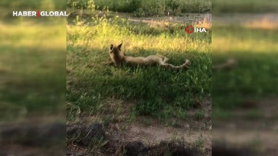 KYK yurduna bir anda giren davetsiz misafir herkesi şaşırttı