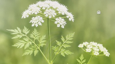 Maydanoza benziyor ama ölümcül: Çok zehirli, görürseniz ağzınıza sürmeyin!