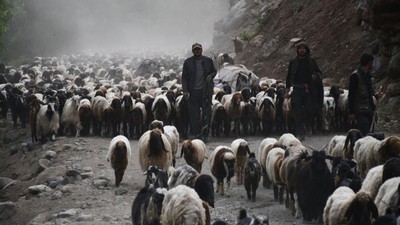 30 günlük yolculuk tamamlandı; 4 ay 2 bin 650 rakımlı yaylada kalacaklar