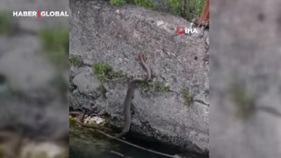 Su kanalında yorgun düşen 2 metrelik yılanı elleriyle kurtardılar