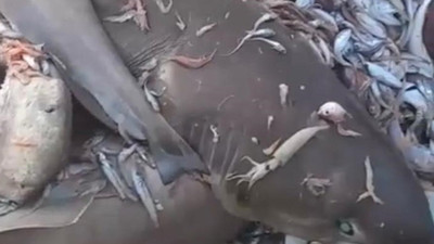 Mersin Valiliğinden balıkçı ağlarına takılan köpek balıklarına ilişkin açıklama