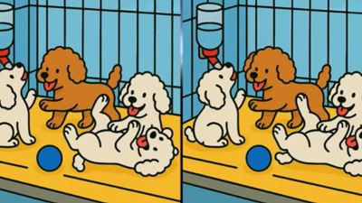 Kafeste oynayan yavru köpekler arasındaki 3 farkı sadece yüksek IQ'su olanlar 12 saniyede buluyor