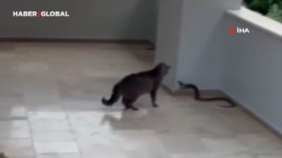 Alanya'da apartmana giren yılana kafa tutan sokak kedisi viral oldu