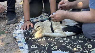 Yaren'in yavruları, uydudan takip edilecek