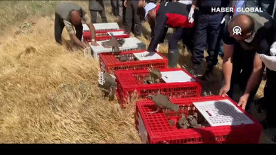 Yozgat'ta kene savar keklikler doğaya salındı