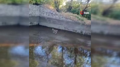 Nesli tehdit altındaki vaşak Elazığ'da görüntülendi