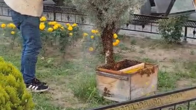 Kovandan kaçan kraliçenin peşinden gelen binlerce arı kenti istila etti