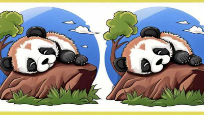 Kayaların üstünde uyuyakalan iki panda arasındaki 3 farkı sadece gerçek dahiler 12 saniyede buluyor