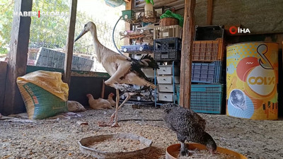 Yuvadan düşüp kanadı kırılan leyleğe sahip çıktı