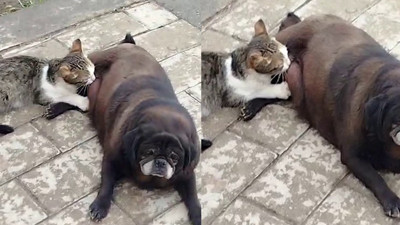 Görenler inanamadı... Köpek kediyi böyle emzirdi