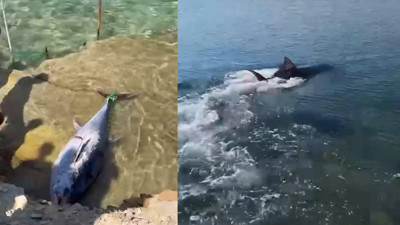 Çeşme'de kıyıya vuran orkinoslar için inceleme