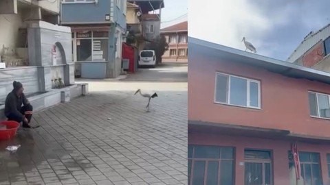 Yusuf dayının leyleği 'Bilal' bu yıl da geldi