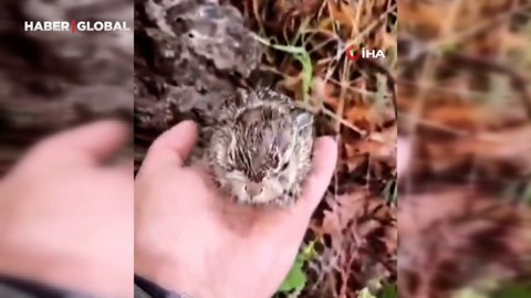 Hayvanlarını otlatan çoban, gördüğü yeni doğan tavşan yavrularını korumaya aldı