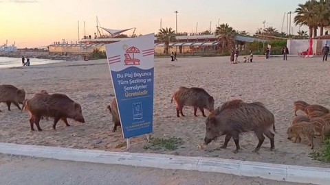 Böyle hayvan sevgisi mi olur?