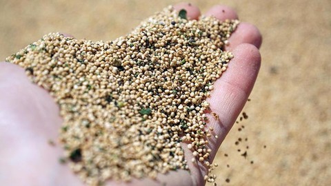 Bulgur ve Pirinçten Daha mı Faydalı? Mutlaka Tüketmeniz Gereken Besin