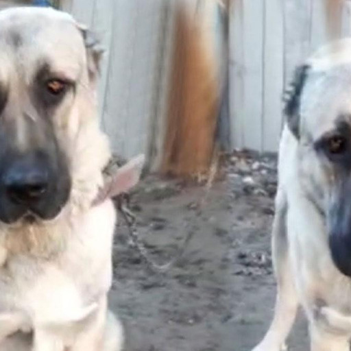 Erzurum Un Olur Ilcesinde Bir Acayip Olay Kopegim Dile Geldi Benim Adim Ejder Dedi