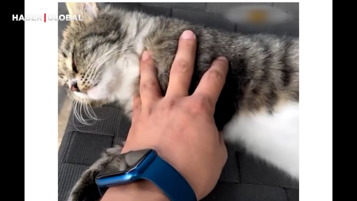 Sahibini kandıran 'Kahraman' isimli kedi sosyal medyayı salladı