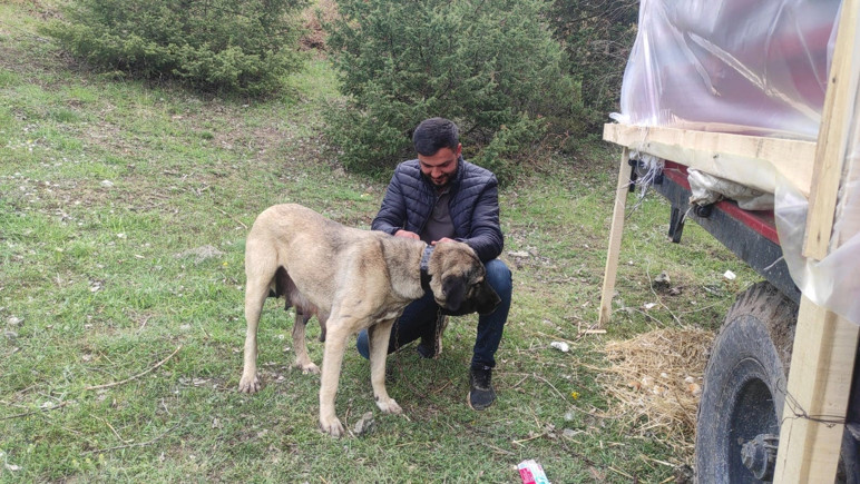 Fue linchado en las redes sociales, el dueño de ese perro habló - Imagen: 1