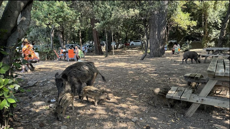 Halk sağlığı tehlikede, böyle hayvan sevgisi mi olur? - Resim : 2