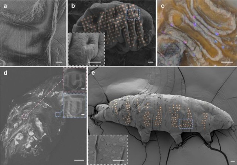 Nanoteknolojide yeni bir dönem: Bilim insanları Tardigradlara 'dövme' yaptı - Resim : 1